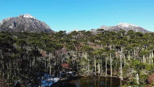 Parc national de Conguillio, forêt d'Araucaria et lagon reflétant le ciel bleu