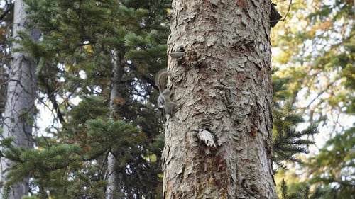 Close up slow motion shot of a cute bushy squirrel standing on the side of a large pine tree interes