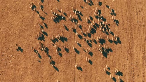 Aerial View of Grazing Herd on Arid Land