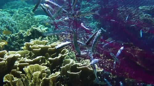 Fish Trapped in Net on Coral Reef