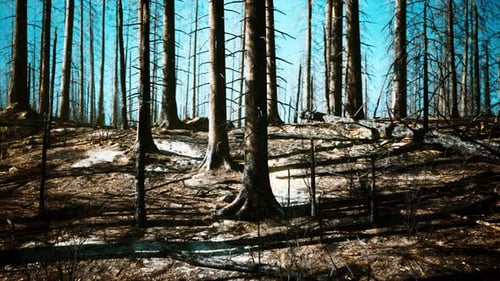 Destroyed Tropical Rainforest in Amazonia