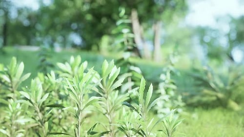 Sunrise in the Beautiful Park