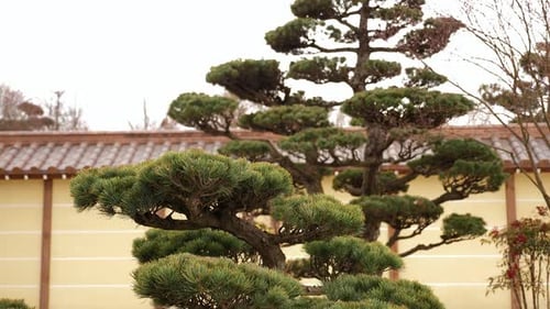 A Coniferous Tree in a Japanese Garden View of the Spring Japanese Garden