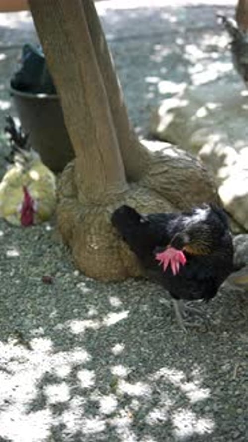 Flock of chickens drink water near tree