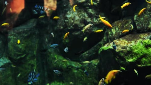 Colorful Fish Swimming in a Beautiful Aquarium