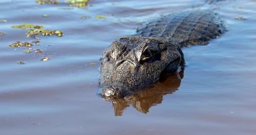 Alligator. Krokodil, Alligator. Feuchtgebiete, Pantanal Mato
Grosso, Brasilien