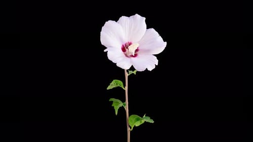 White Hibiscus Flower Blooming in Time Lapse