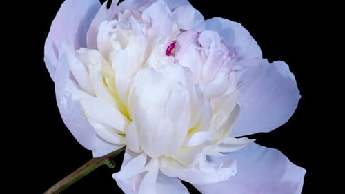 White Pink Peony Blooming in Time Lapse on a Black Background. Tender Flower Moving Petals Close Up