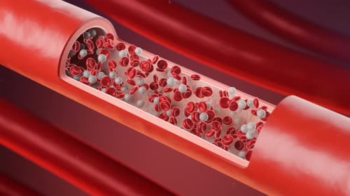 Red and White Blood Cells Flowing in a Blood Vessel