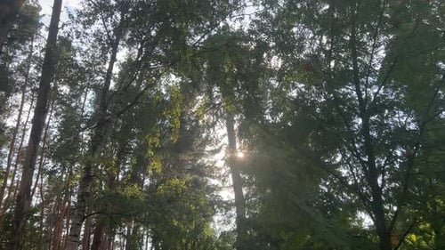 The Sun Rays From Behind The Trees Of The Forest