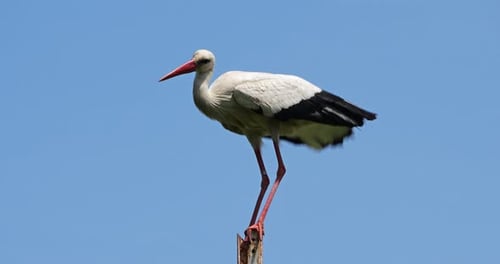 White stork perched on a pole against a blue sky. The Camargue, France
