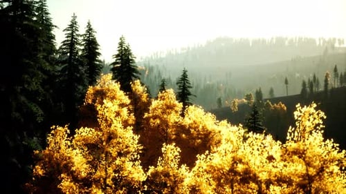 Coucher de soleil lumineux dans les montagnes avec forêt