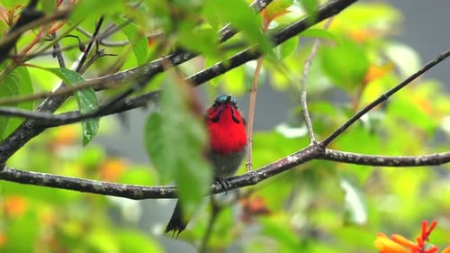 Leuchtend roter Vogel thront auf einem Ast zwischen grünen Blättern und Laub