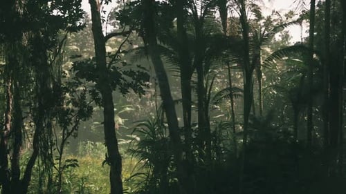 Exploring the Dense Jungle Landscape of Vietnam During the Early Morning Hours