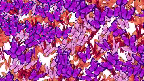 Lots Of Colorful Butterfly Setting On White Background, Butterfly Animation Background. Multi Color