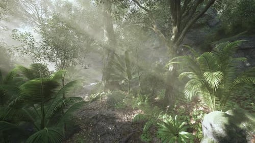 A Serene Forest Path with Sunlight Streaming Through Dense Foliage in Nature