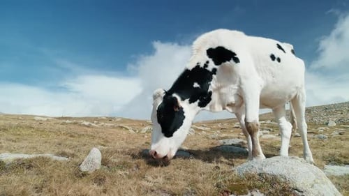 Milk Cow Pasture on High Altitude Mountain Domestic Animal Grazing Grass on Hill