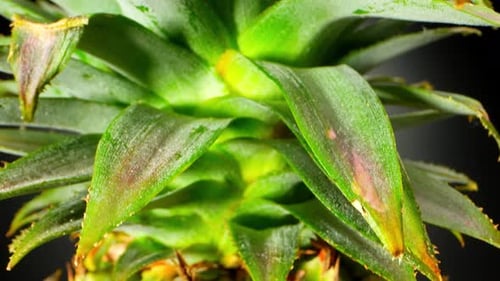 Macro video with a probe lens showcases the enchanting beauty of a whole pineapple