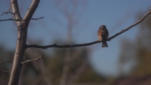 Bird Perched on a Branch in the Sunlight
