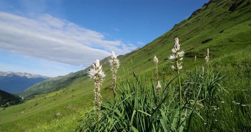 Moulin à Asphodelus albus en fleurs dans le Passi du Tourmalet, Hautes Pyrénées, France