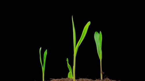 Seedlings Sprouting from Dirt in Time Lapse
