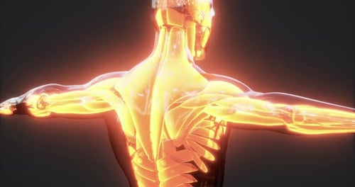Visual Representation of Human Body Muscles Highlighting Anatomical Structure
