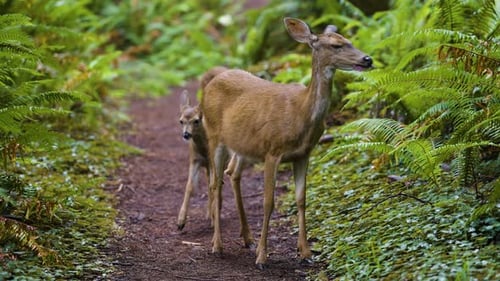 Deer and Fawn Foraging in Lush Forest