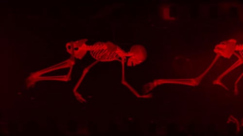 Skeleton Crawlers Loop