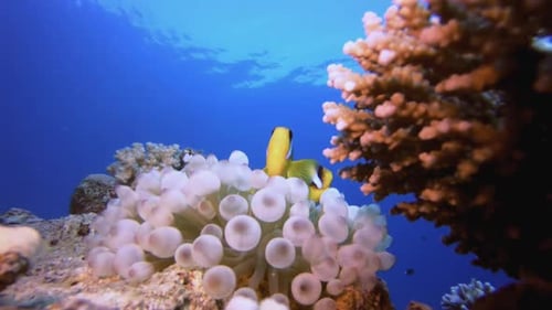 Underwater Sea Anemones Clownfish