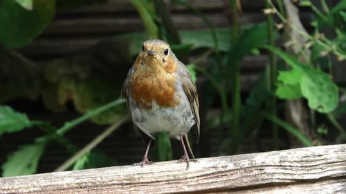 Robin redbreast, Erithacus rubecula, looking forwards and looking around.