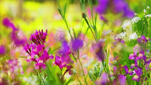 Gardening, Botany and Flora Concept - Beautiful Field Flowers in Summer Garden Beautiful