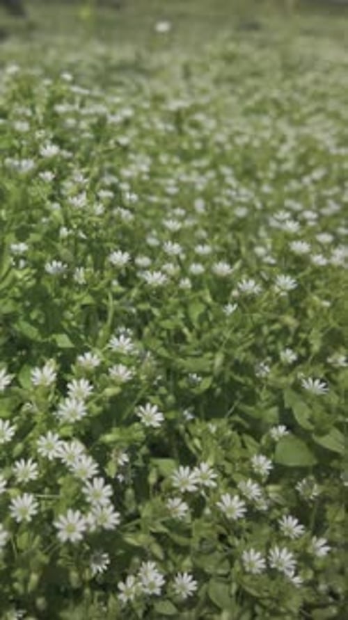 dense thickets of white flowers of Chickweed, Stellaria media on meadow