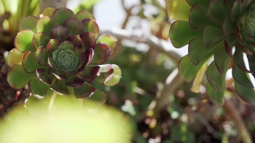 Closeup of a green plant in the summer