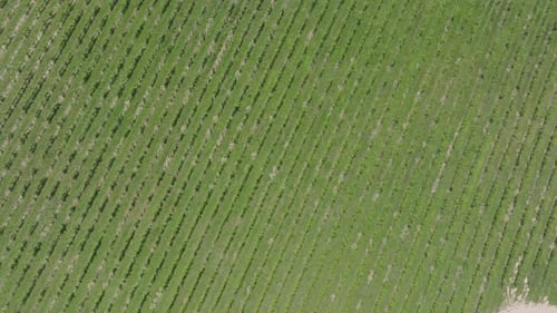 Vineyard shot from the zenith with rapid approach. Natural graphic pattern.