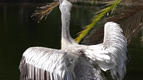 Pelícano dálmata con plumas de color blanco puro.