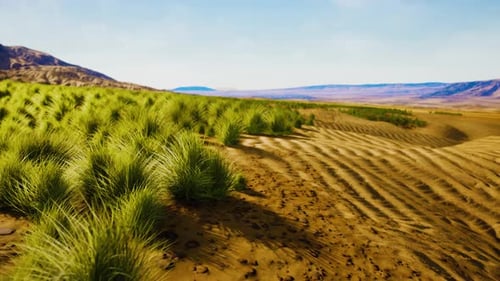 Flat Desert with Bush and Grass