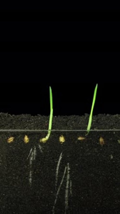 Time lapse of growing wheat seeds, vertical