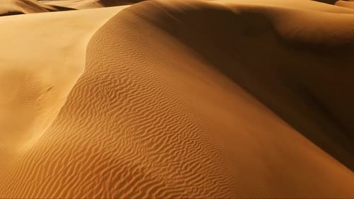 Soaring above shimmering golden sand dunes
