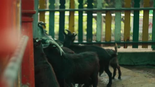 The goats are in a barn at the Botanical Garden. Static shot