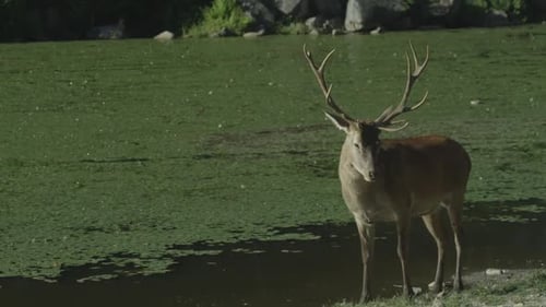 Canadian Wildlife - Big buck hunting - deer on shore of a lake