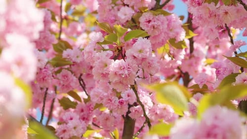 Cherry blossoms bloom in vibrant pink beneath the clear blue sky in spring