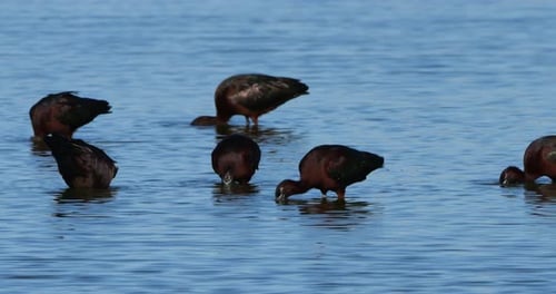 Glossy ibis, Plegadis falcinellus, Camargue, France