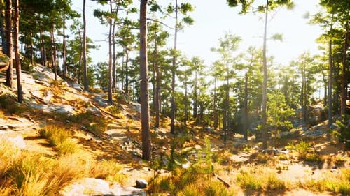 Sunlit Forest Landscape with Tall Pine Trees and Rocky Terrain in Daylight