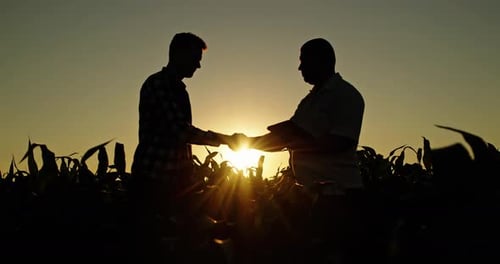 Two Men Shaking Hands in a Cornfield at Sunset