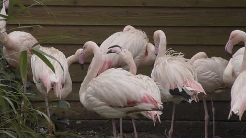 Deux flamants roses s'affrontent