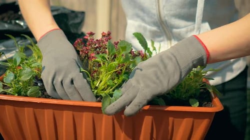 Woman Planting Fresh Flowers Into Brown Garden Container with Dark Soil Business Ecology Agriculture