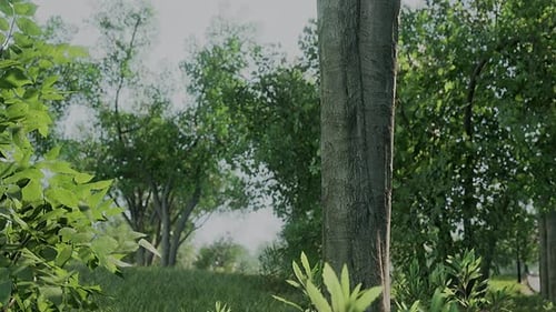 Sunrise in the Beautiful Park