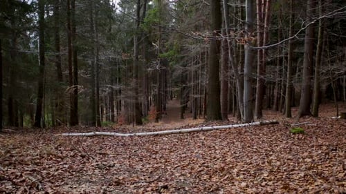 Fallen tree in the middle of a trail covered in fallen leaves, in an autumn forest