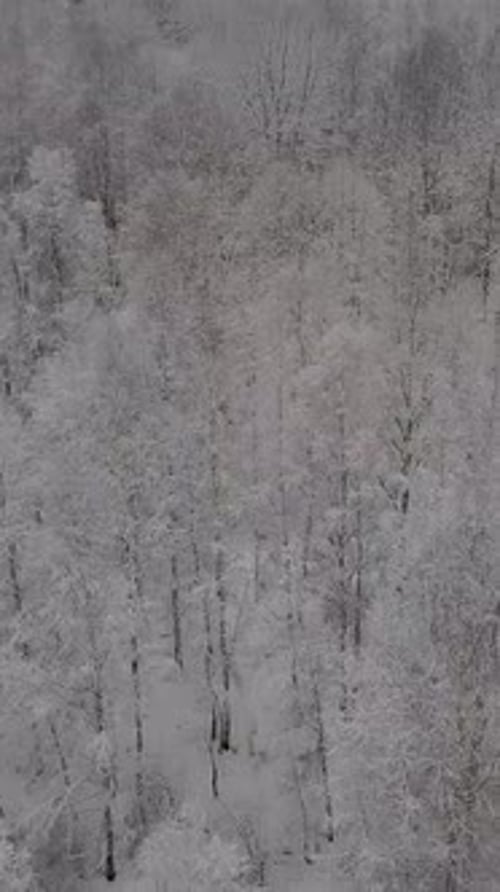Vertical of Aerial Quadrocopter View of Snowy Forest