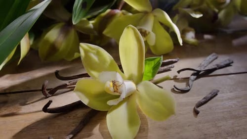 Close Up of Elegant Vanilla Orchid and Dried Bean Pods